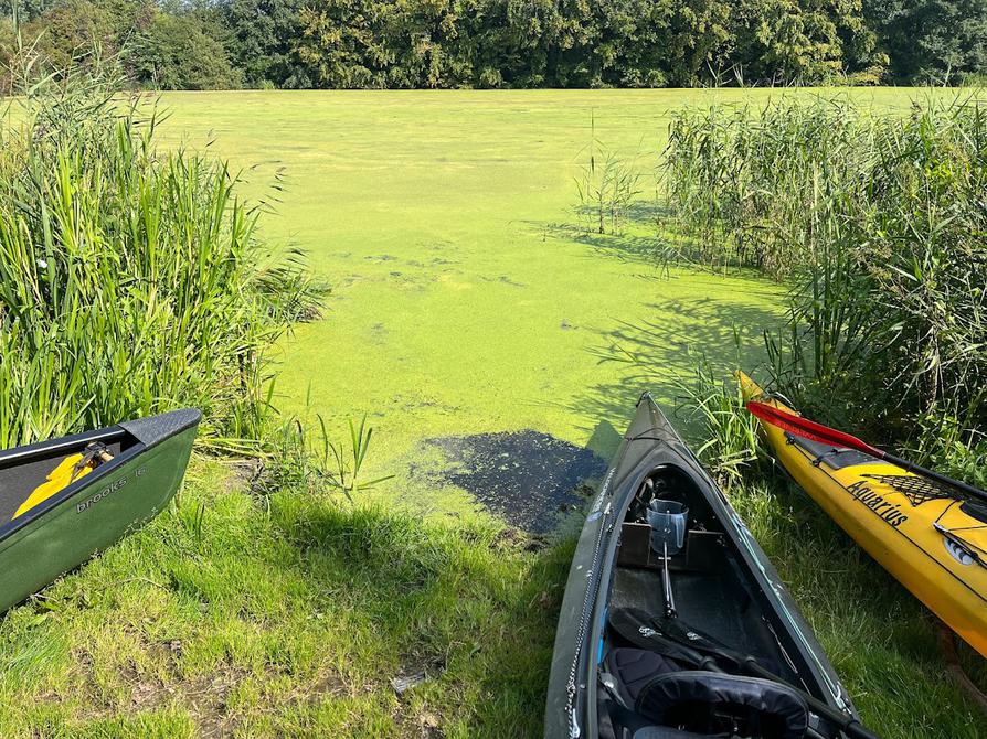 Viel Entengrütze im Rosensee