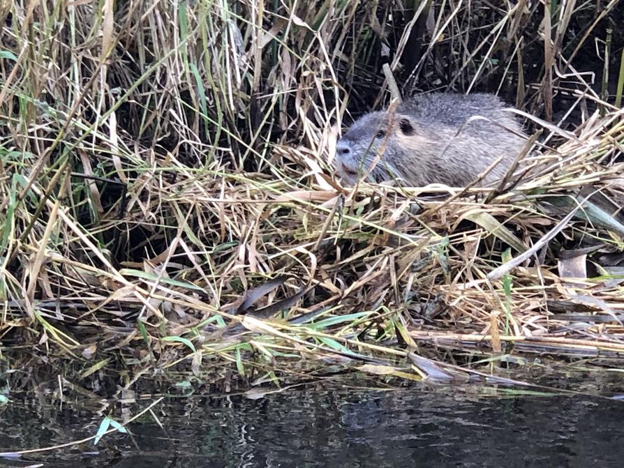 Ein Nutria an der Schwentine