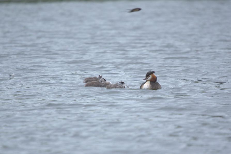 Familie Haubentaucher auf dem Kirchsee in Preetz